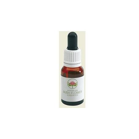 ILLAWARRA FLAME TREE 15ML GTT