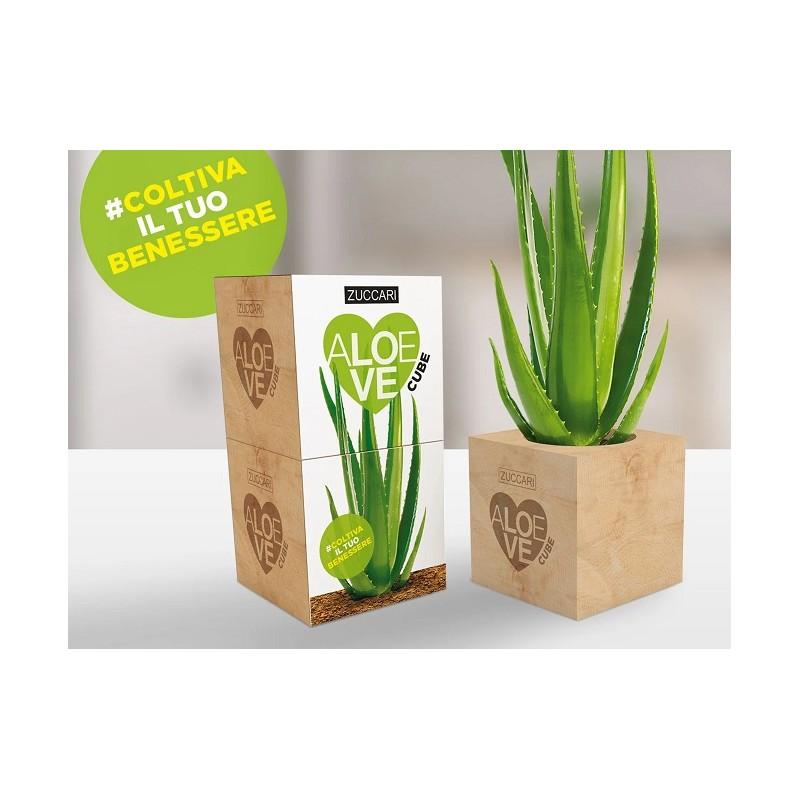 Zuccari Aloe Love Cube piantina da far germogliare 1 pezzo