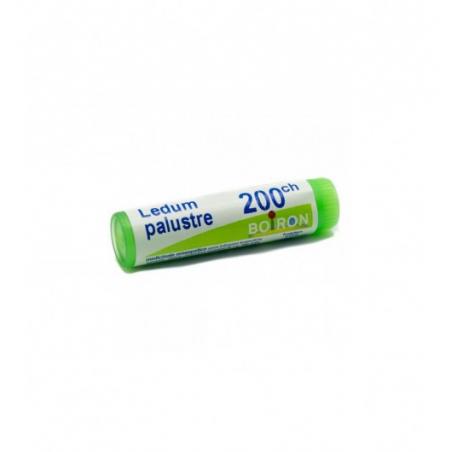LEDUM PALUSTRE 200CH GR