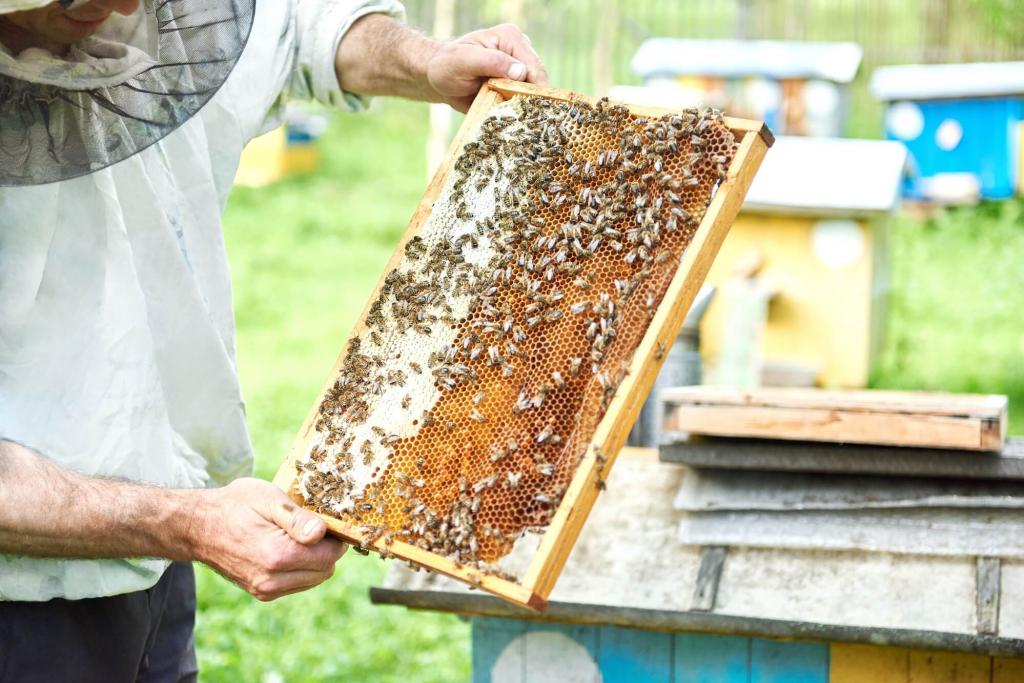 Propoli: cose da sapere per un'assunzione consapevole