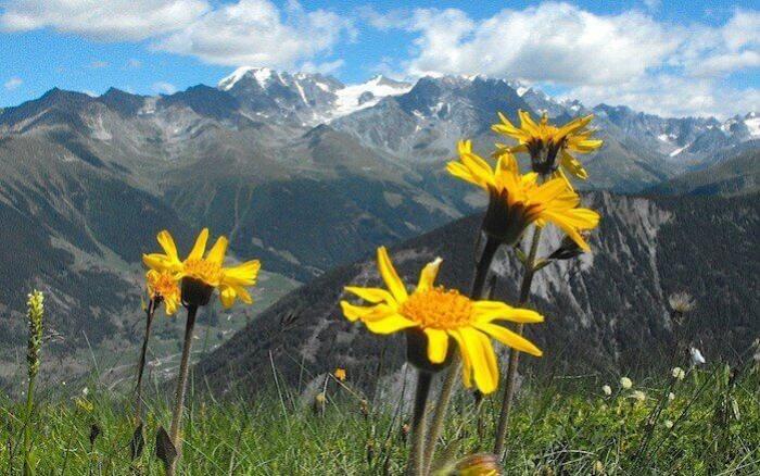 Arnica montana: proprietà benefiche ed usi
