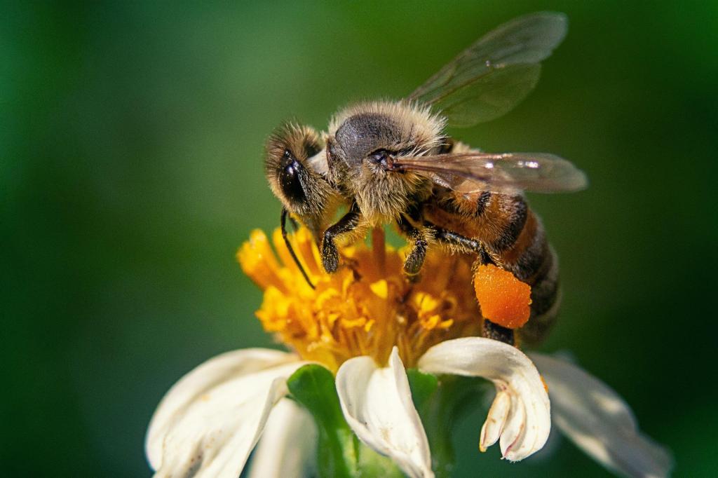 L'importanza delle api e come Alpifarma le sta aiutando