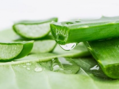 Aloe vera: una pianta, tante proprietà benefiche