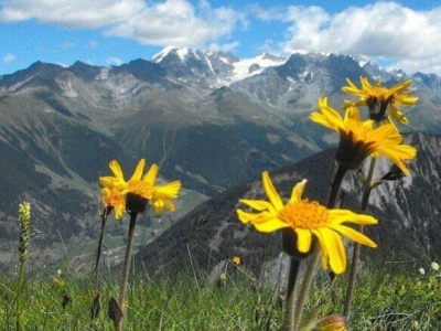 Arnica montana: proprietà benefiche ed usi