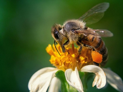 L'importanza delle api e come Alpifarma le sta aiutando